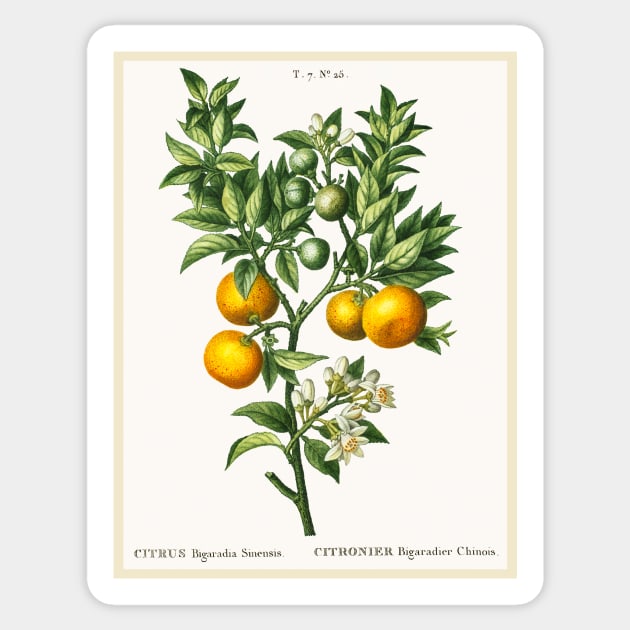 Bitter Sweet Oranges on a Branch Sticker by WAITE-SMITH VINTAGE ART